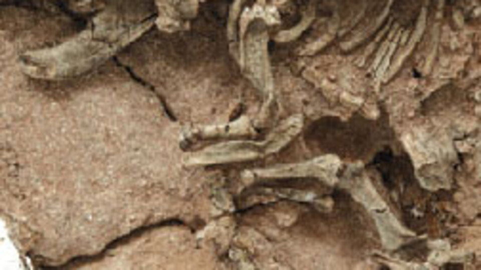 66 milyon yıl önce yok oldular