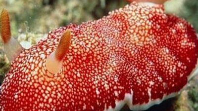 Hangi özelliği çok şaşırttı?