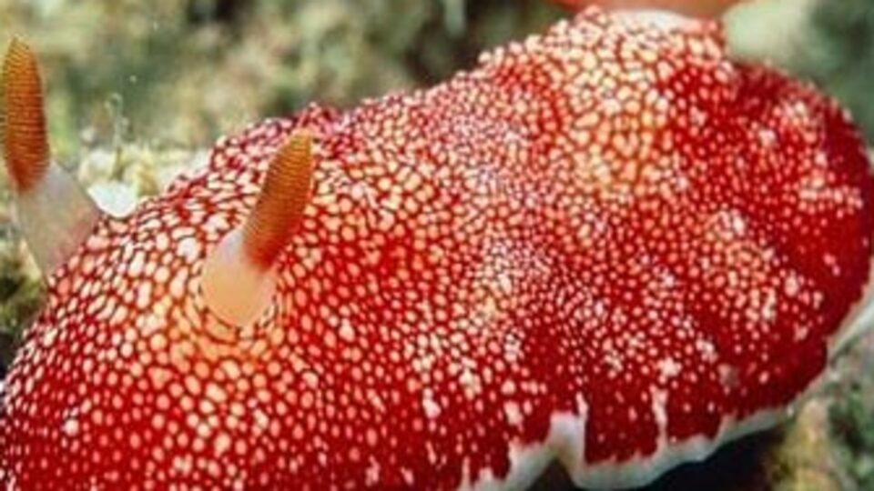 Hangi özelliği çok şaşırttı?