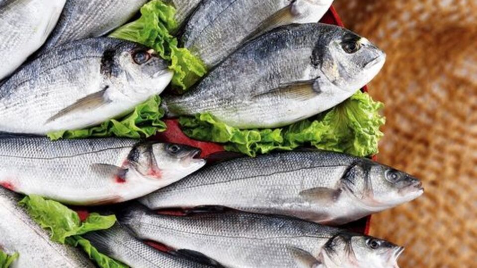 Kirlilikten korkana kültür balığı