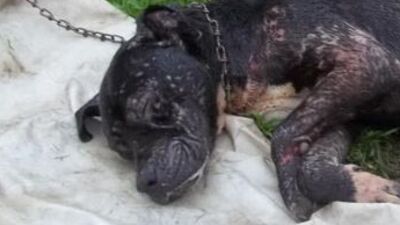 Çantadan vahşet çıktı!