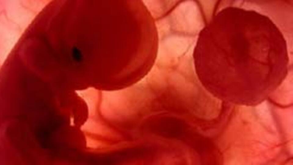 -196 dereceden gelen bebekler