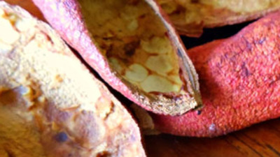 Asıl kudret kabuğunda!