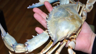 Denizlerde 'mavi yengeç' tehdidi!