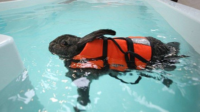 Romatizmalı tavşana havuz terapisi