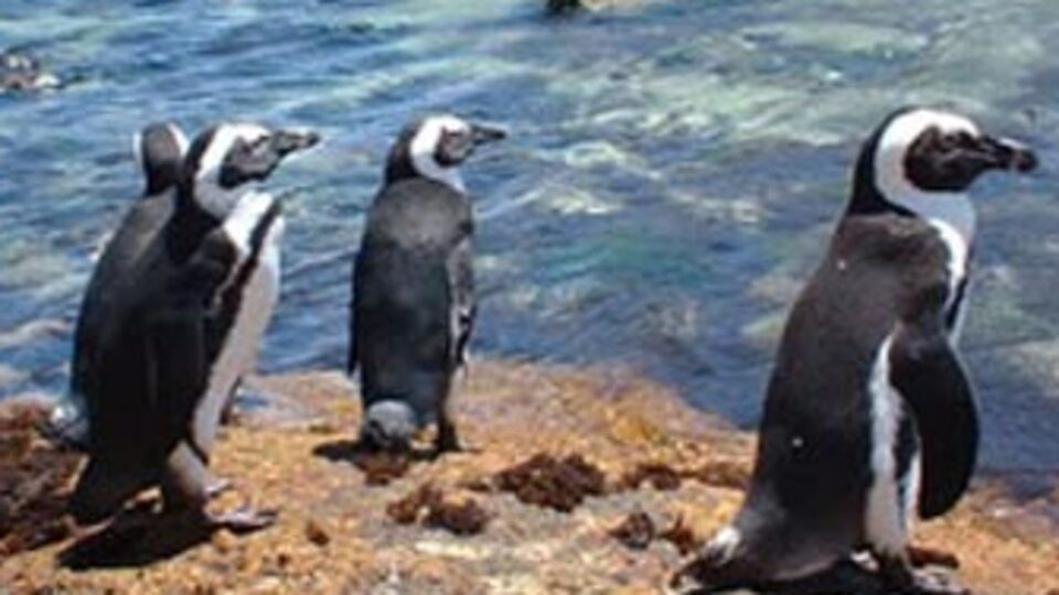 Dikkat! Penguen çıkabilir!