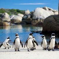 Cape Town’a gitmişken Simon's Town...