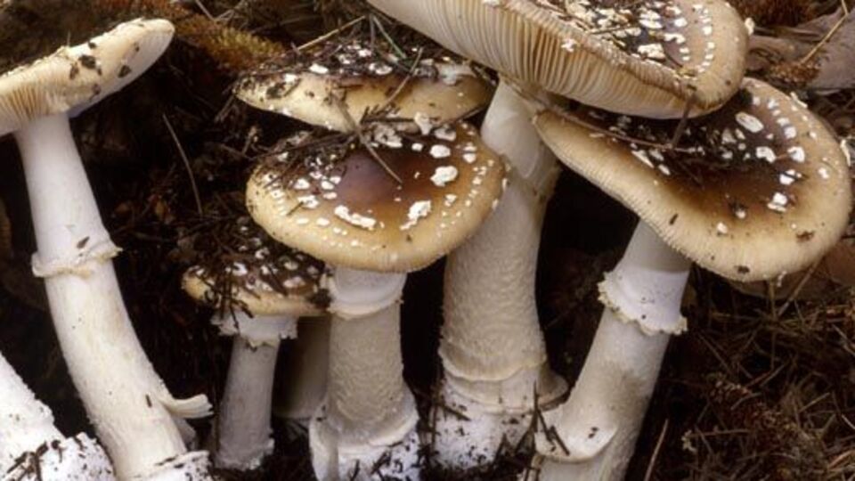 Bir anda tehlikeli olabilir!