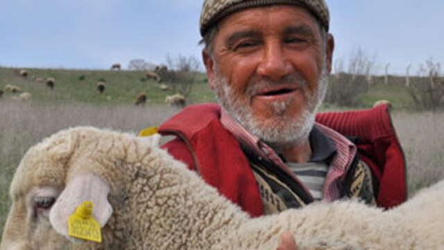 Diplomalı çoban!