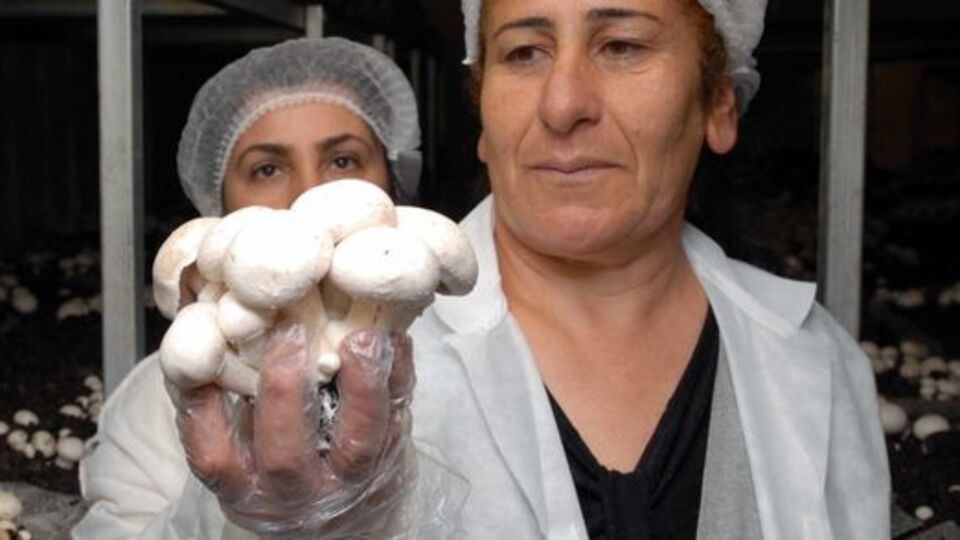 Şapkalı mantar şifa dağıtıyor!