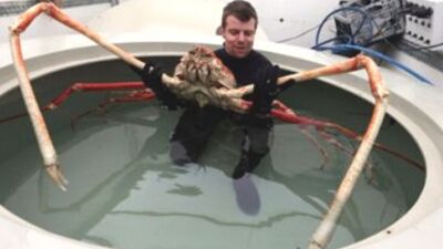 6 metrelik dev yengeç!