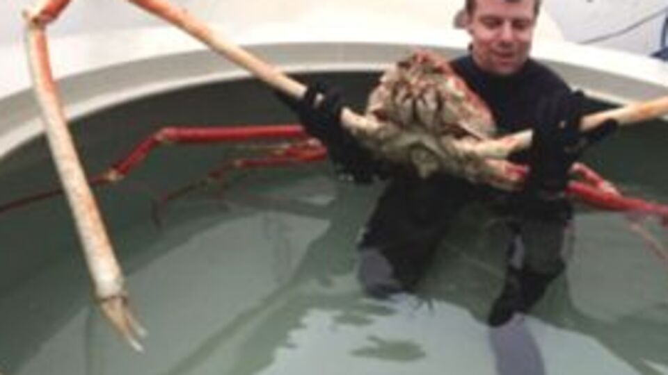 6 metrelik dev yengeç!