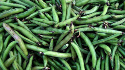 'Bakla zehirlenmesi'ne dikkat!