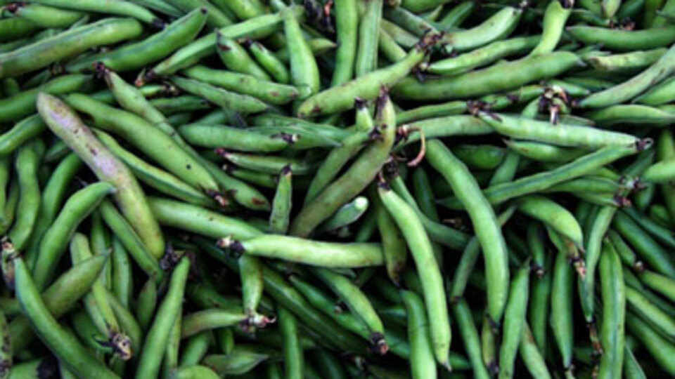 'Bakla zehirlenmesi'ne dikkat!