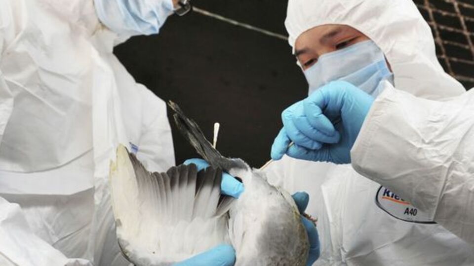 Türkiye'de kuş gribi tehlikesi var mı?