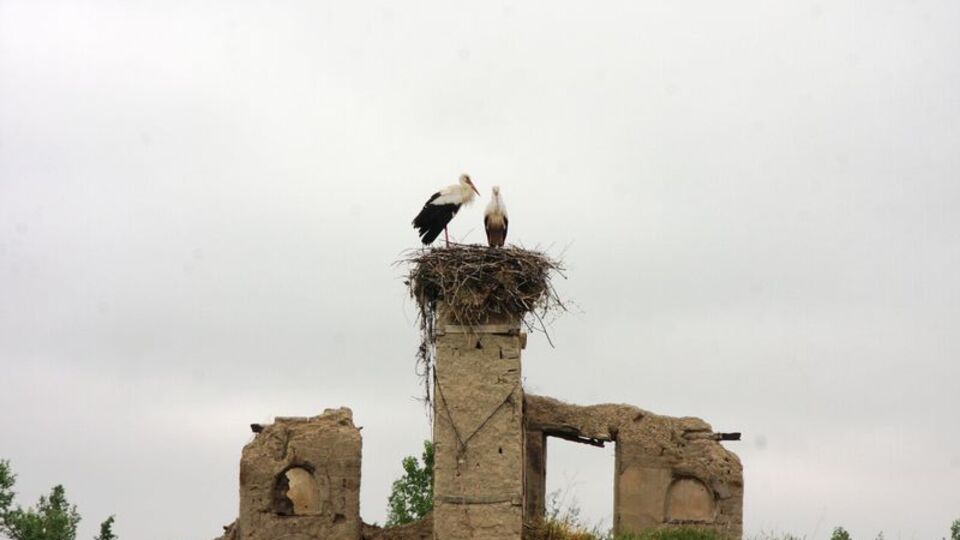 Virüs ülkemize böyle girebilir!