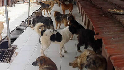 Kimsesiz hayvanlar için kenetlendiler!