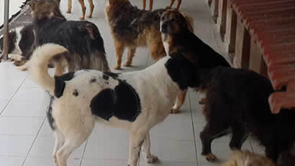 Kimsesiz hayvanlar için kenetlendiler!