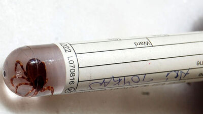 Kene kabusu sona mı eriyor?