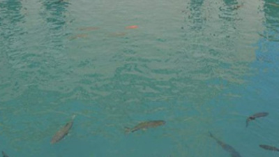 Balıklıgöl'de şaşırtan görüntü