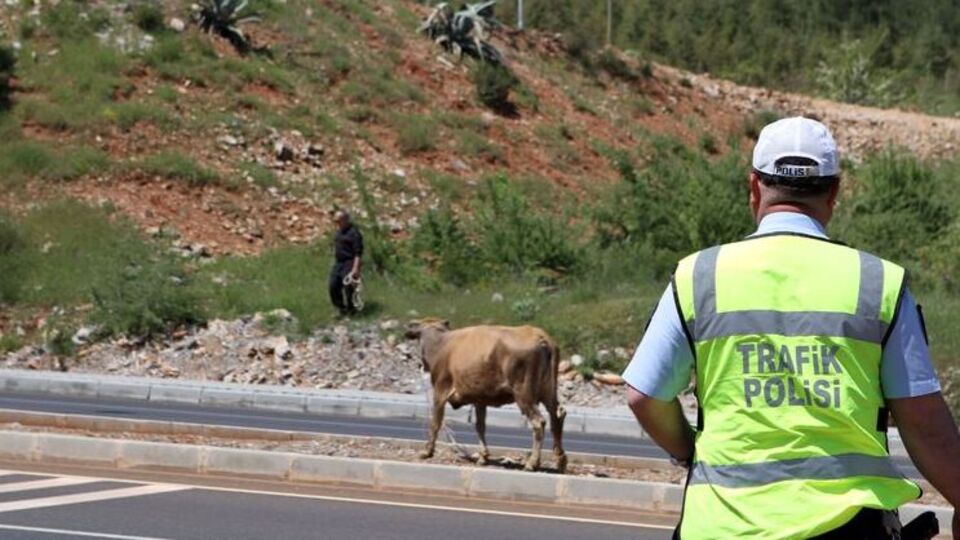 Kaçan inek trafiği felç etti