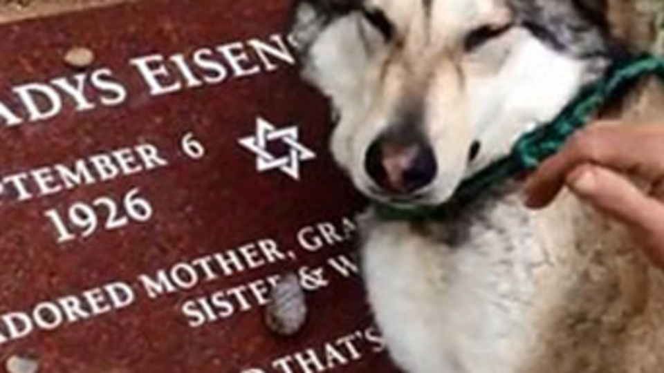 Mezarı başında ağladı