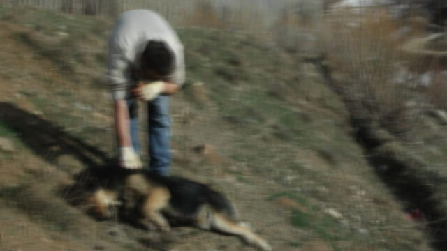 Silivri'de köpek katliamı!