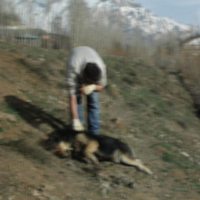 Silivri'de köpek katliamı!