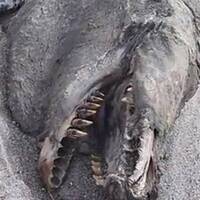 'Deniz canavarı' paniği