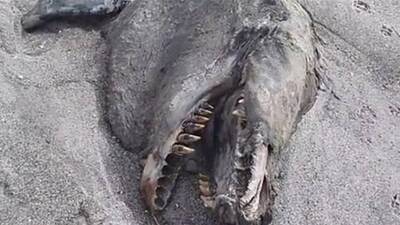 'Deniz canavarı' paniği