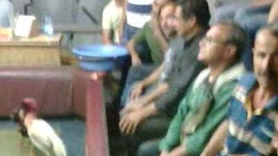 İzmir'de horoz dövüşü baskını!