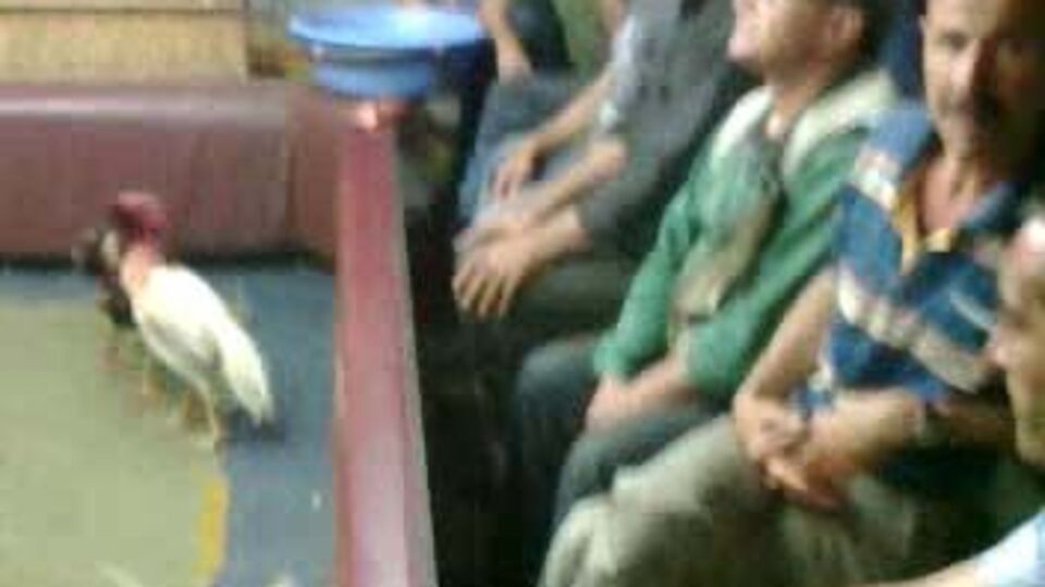 İzmir'de horoz dövüşü baskını!