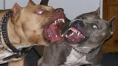 4 pitbull kadını parçaladı