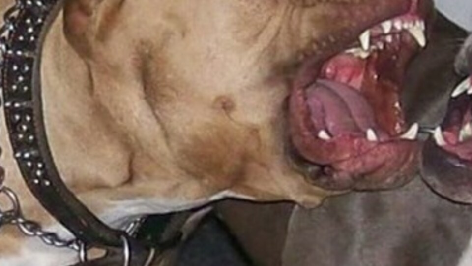 4 pitbull kadını parçaladı