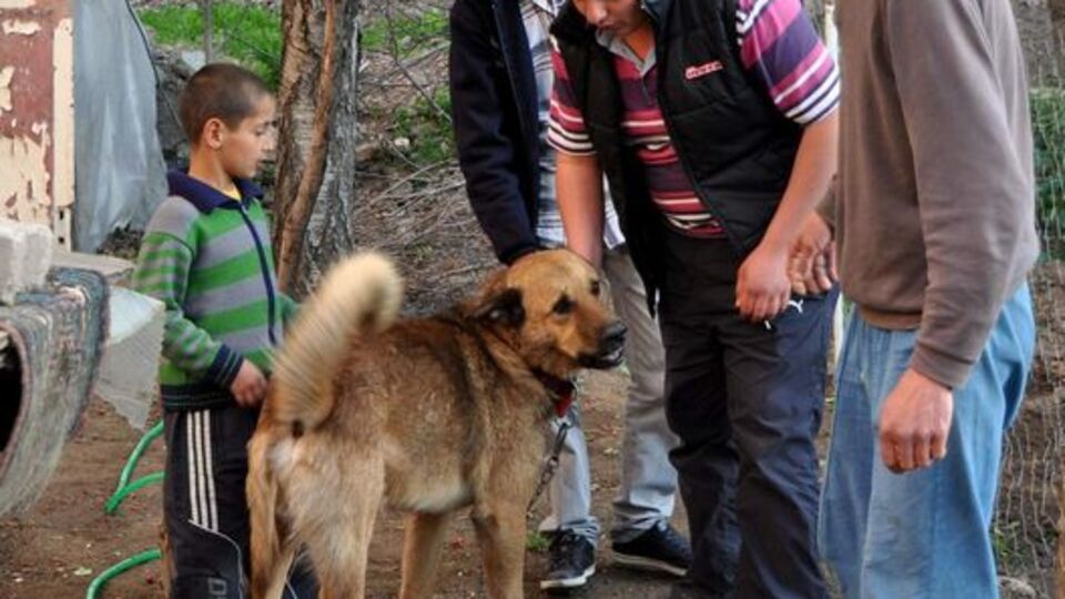 Mahkemeden köpeğe ceza
