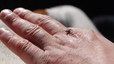 Kene çıkarmada yeni yöntem!