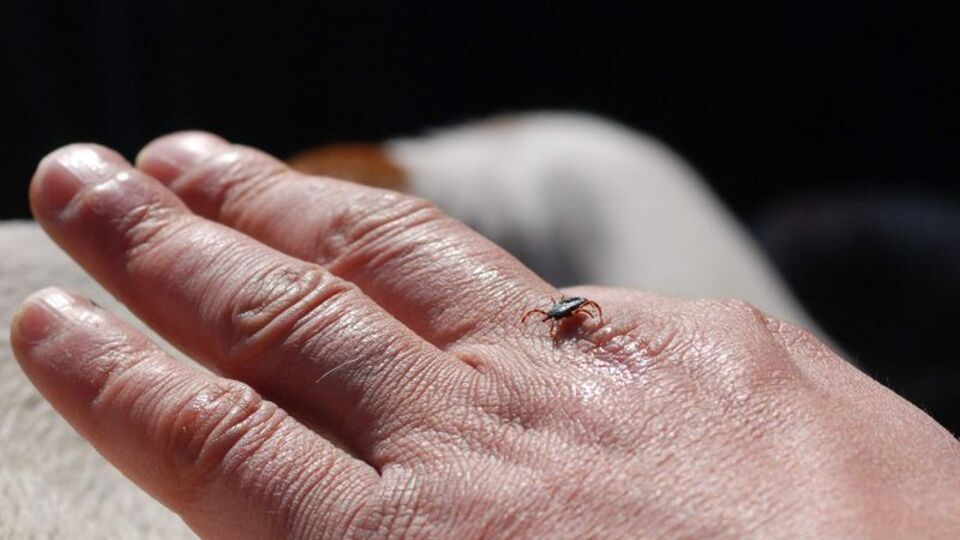 Kene çıkarmada yeni yöntem!