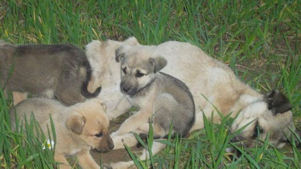 Hayvan severleri üzecek haber