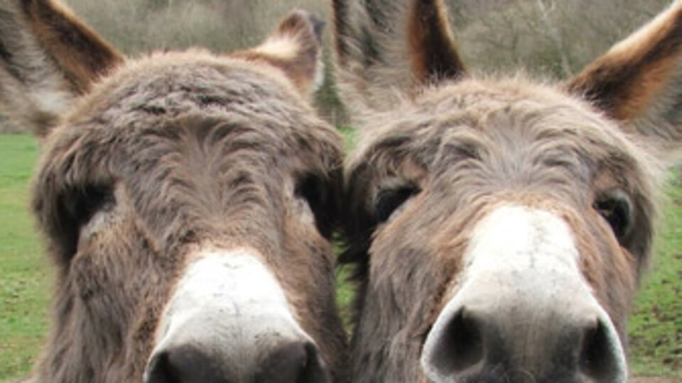 Bugün eşeğe saygı günü!