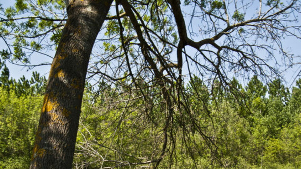 Fantastik bir dünya Acarlar Longozu...