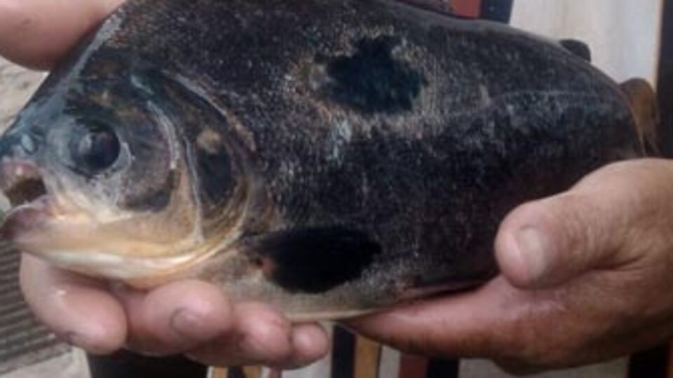 İznik Gölü'nde pirana alarmı!