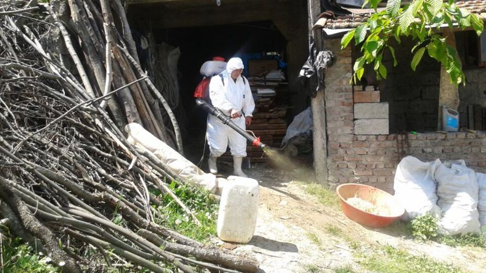 Şap virüsünü kedi ve köpekler de taşıyabilir