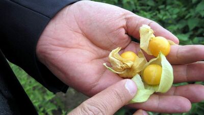 Bu bitkiler böbreğe hasar veriyor!