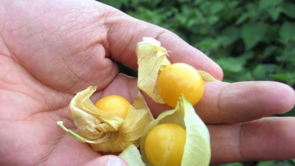 Bu bitkiler böbreğe hasar veriyor!