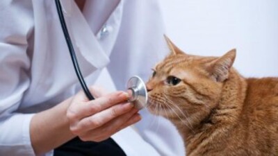 Bir tırmık hayatınızı değiştirebilir