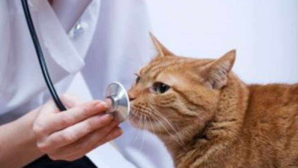 Bir tırmık hayatınızı değiştirebilir