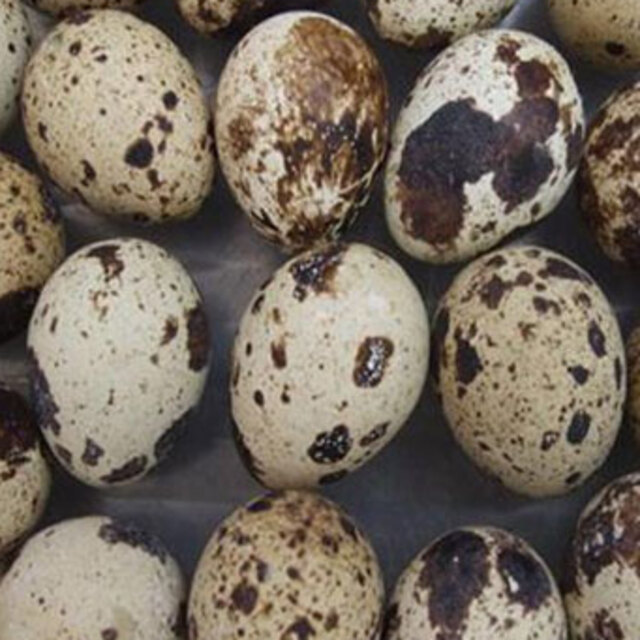 Bıldırcın yumurtası her derde deva