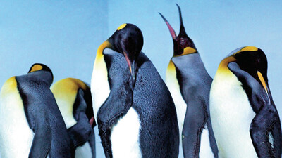 Yeni penguen polemiği
