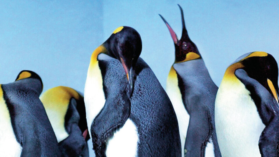 Yeni penguen polemiği