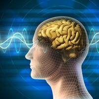 "Kafa nakli, yüz naklinden kolay"